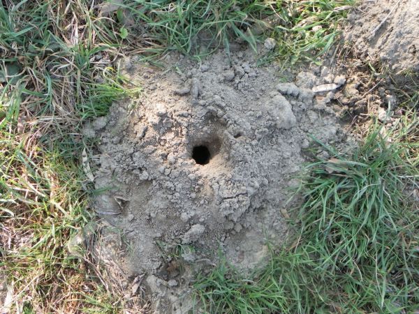 http://files.biolovision.net/www.faune-alsace.org/userfiles/gepma/MicroMamm/tauperobertodagostino.jpg