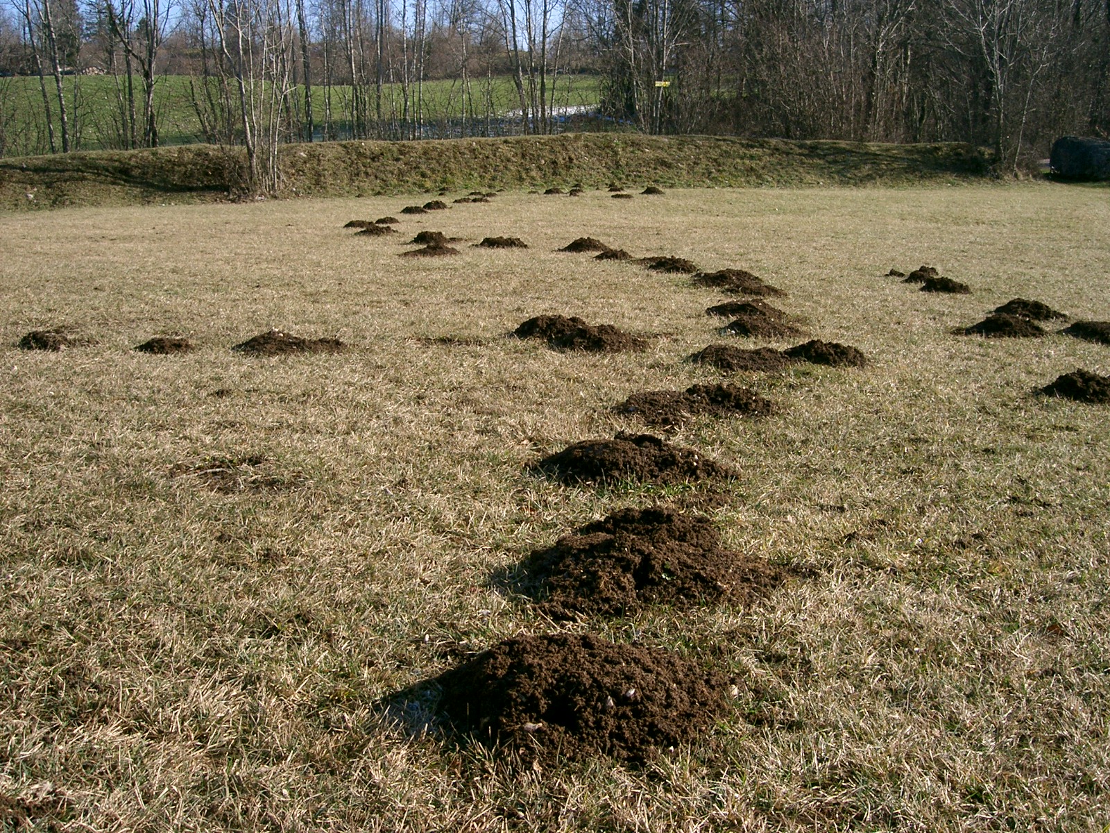 http://files.biolovision.net/www.faune-alsace.org/userfiles/gepma/MicroMamm/taupewikimedia.jpg