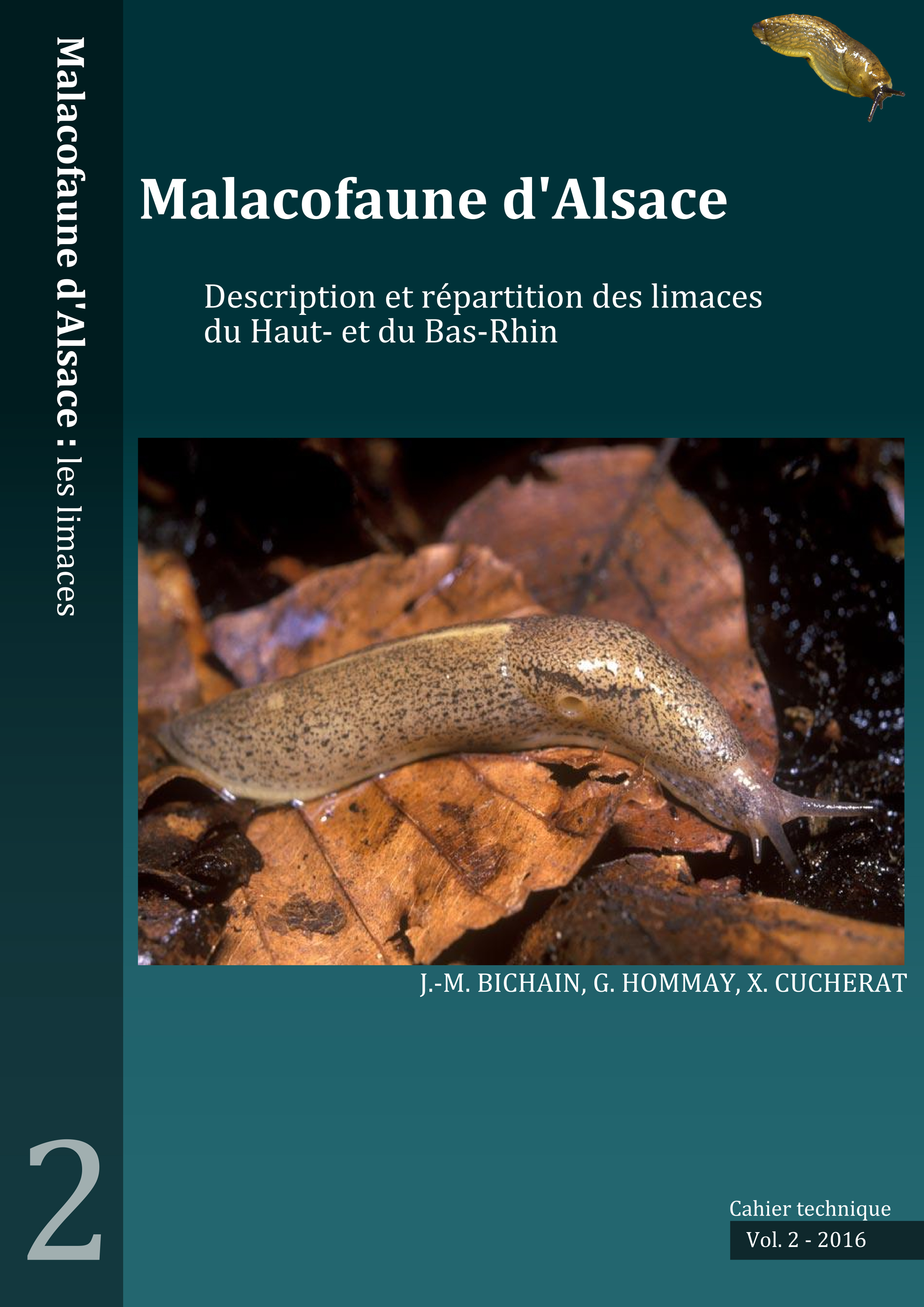 http://files.biolovision.net/www.faune-alsace.org/userfiles/mollusques/limace2016.jpg