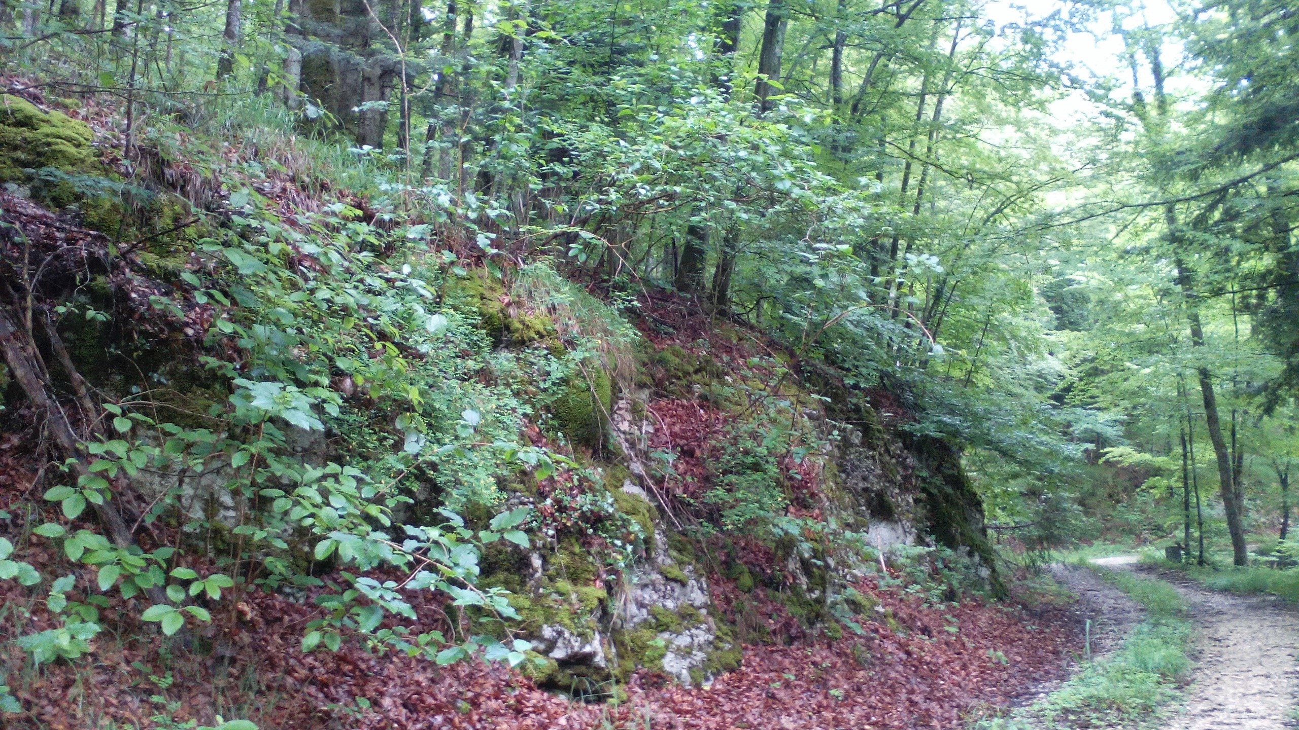 http://files.biolovision.net/www.faune-alsace.org/userfiles/mollusques/milieupourlesdeuxespecesCfimetNsax.jpg
