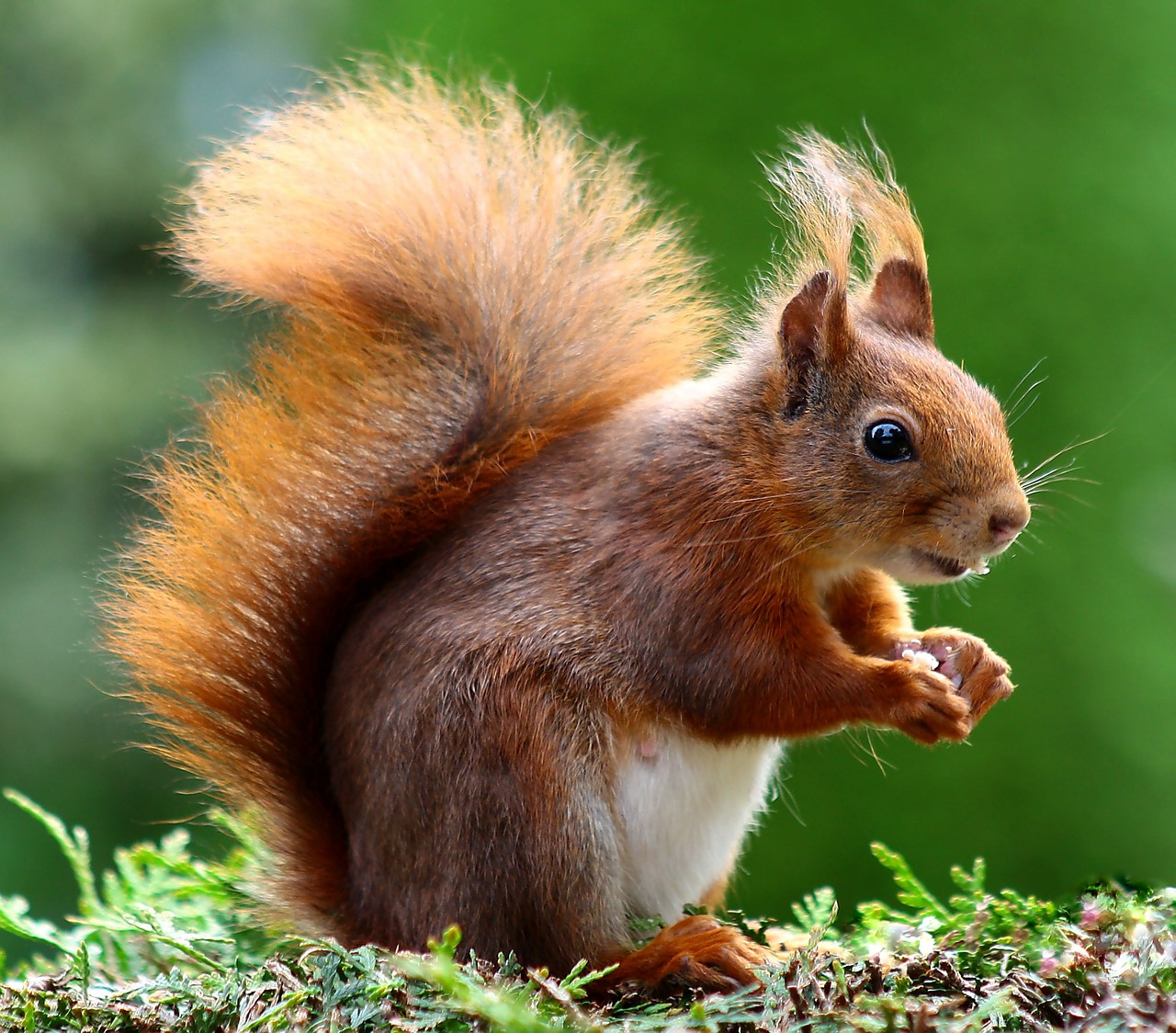 http://files.biolovision.net/www.faune-anjou.org/userfiles/divers/squirrel-4937901280.jpg