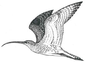 http://files.biolovision.net/www.faune-aquitaine.org/userfiles/Courbageot/Courbageot.jpg