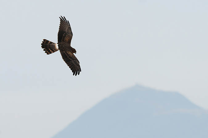 http://files.biolovision.net/www.faune-auvergne.org/userfiles/Busardcendr/BCjuvetpuysdedome.jpg