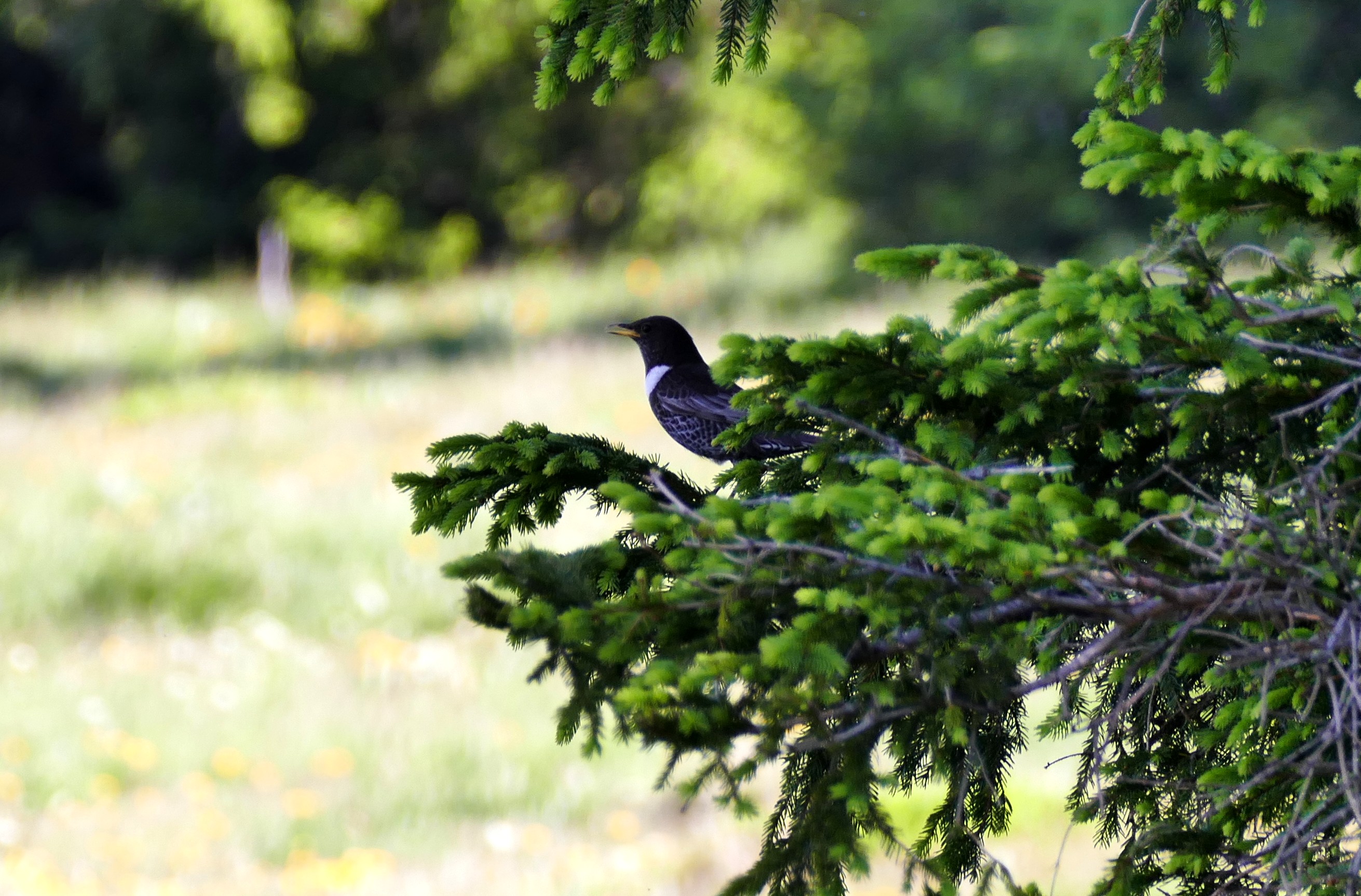 http://files.biolovision.net/www.faune-auvergne.org/userfiles/MERLEAPLASTRON/TURTOR20150607.JPG