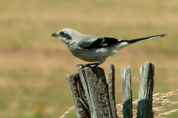 http://files.biolovision.net/www.faune-auvergne.org/userfiles/PGG/600400.jpg