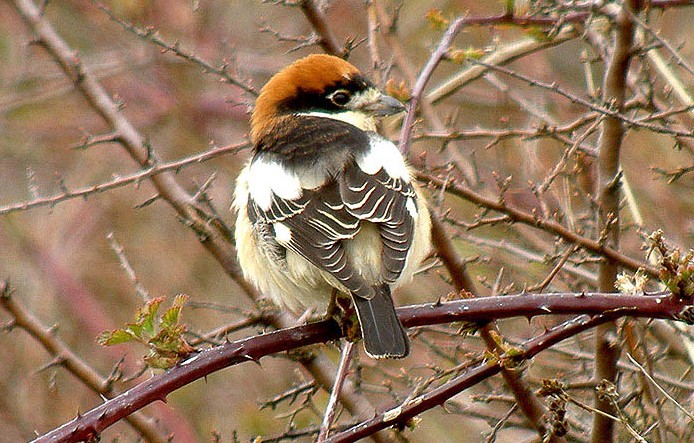 http://files.biolovision.net/www.faune-auvergne.org/userfiles/PGG/Pie-grichetterousse1024x7681.JPG