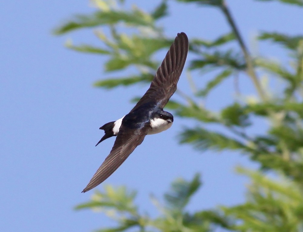 http://files.biolovision.net/www.faune-champagne-ardenne.org/userfiles/OiseauDeLAnnee/HirondelledefentreRenDumoulin.jpg