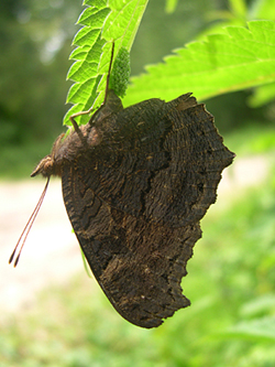 http://files.biolovision.net/www.faune-champagne-ardenne.org/userfiles/papillons/Paon-de-jour-pondant-pt.jpg