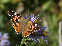 http://files.biolovision.net/www.faune-champagne-ardenne.org/userfiles/papillons/belledame2pt.jpg