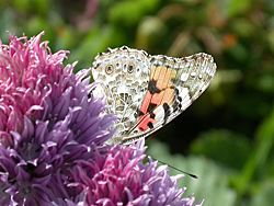 http://files.biolovision.net/www.faune-champagne-ardenne.org/userfiles/papillons/belledamept.jpg