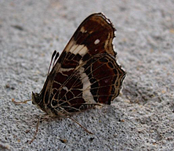 http://files.biolovision.net/www.faune-champagne-ardenne.org/userfiles/papillons/cgpt.jpg