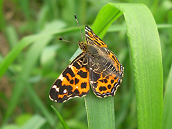http://files.biolovision.net/www.faune-champagne-ardenne.org/userfiles/papillons/levanapt.jpg