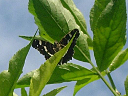 http://files.biolovision.net/www.faune-champagne-ardenne.org/userfiles/papillons/prorsapt.jpg