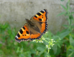 http://files.biolovision.net/www.faune-champagne-ardenne.org/userfiles/papillons/ptetortuept.jpg