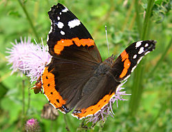 http://files.biolovision.net/www.faune-champagne-ardenne.org/userfiles/papillons/vulcain2pt.jpg