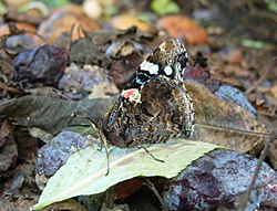http://files.biolovision.net/www.faune-champagne-ardenne.org/userfiles/papillons/vulcainpt.jpg
