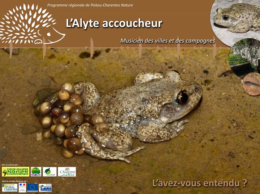http://files.biolovision.net/www.faune-charente-maritime.org/userfiles/AlyteCapture.JPG