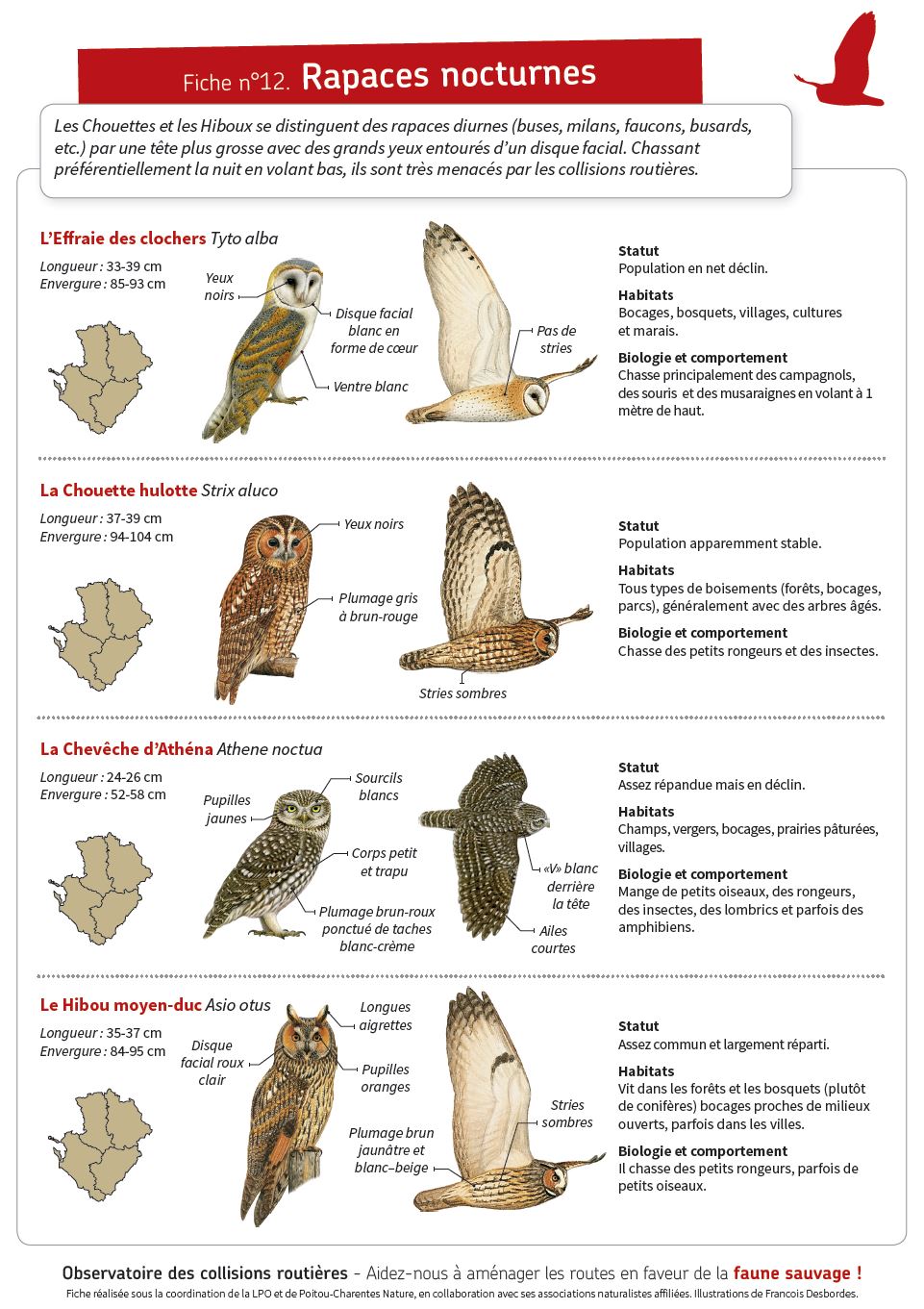 Fiche 12 chouettes et hiboux