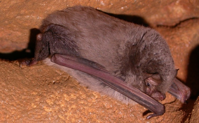 http://files.biolovision.net/www.faune-charente-maritime.org/userfiles/Chiro/Minsch010_1.JPG