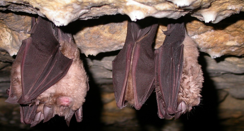 http://files.biolovision.net/www.faune-charente-maritime.org/userfiles/Chiro/RHIFER002_1.JPG