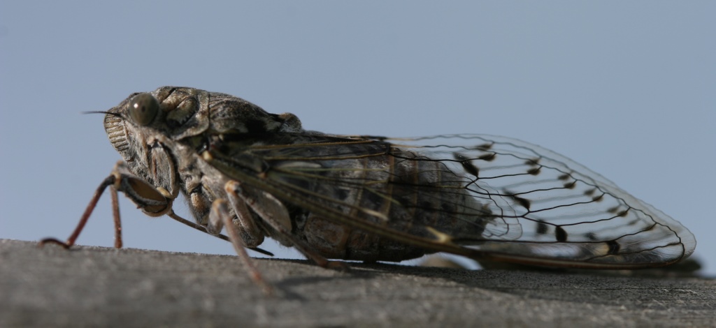 http://files.biolovision.net/www.faune-charente-maritime.org/userfiles/Cigales/CicadaorniTrembladedune20110715PJ00217rogne.jpg