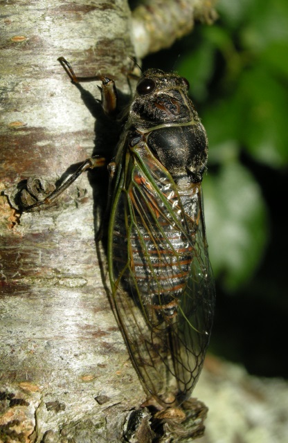 http://files.biolovision.net/www.faune-charente-maritime.org/userfiles/Cigales/Tibicinahaematodes060.jpg