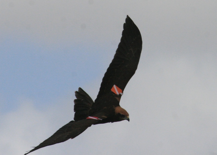 http://files.biolovision.net/www.faune-charente-maritime.org/userfiles/Ciraer1.jpg