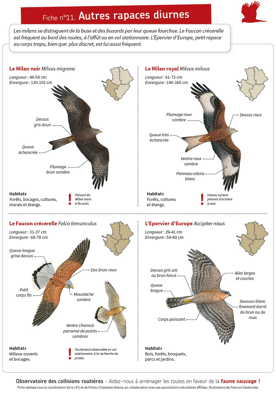 Fiche 11 - Autres Rapaces - Www.faune-charente-maritime.org