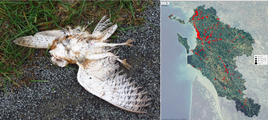 http://files.biolovision.net/www.faune-charente-maritime.org/userfiles/Fauneetroute/Effraiecartocollision.jpg
