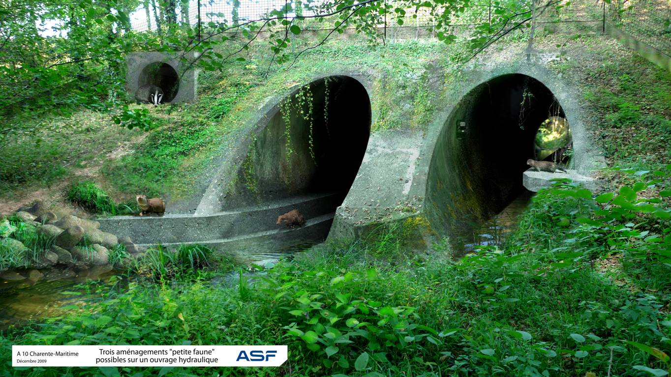 http://files.biolovision.net/www.faune-charente-maritime.org/userfiles/Fauneetroute/Passagesouterrain.jpg