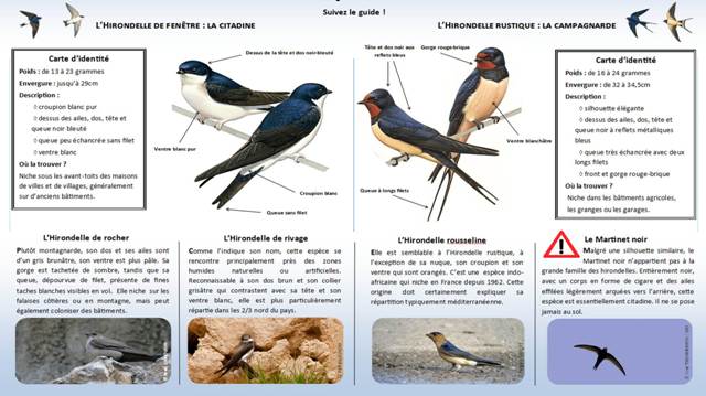 http://files.biolovision.net/www.faune-charente-maritime.org/userfiles/Identifier-les-hironelles-du-btilight.jpg