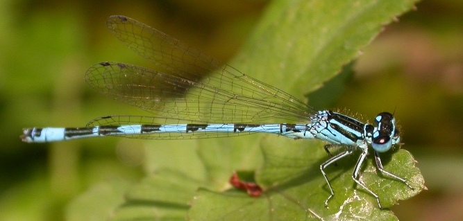 http://files.biolovision.net/www.faune-charente-maritime.org/userfiles/Odo/Coemer010cut.JPG