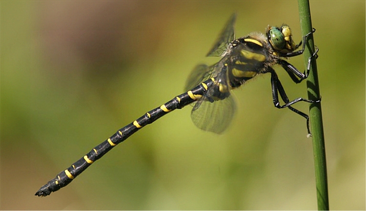 http://files.biolovision.net/www.faune-charente-maritime.org/userfiles/Odo/Corbol090light.JPG