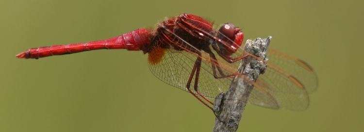 http://files.biolovision.net/www.faune-charente-maritime.org/userfiles/Odo/Croery038cut.JPG