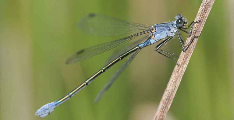 http://files.biolovision.net/www.faune-charente-maritime.org/userfiles/Odo/Lesmac054.jpg
