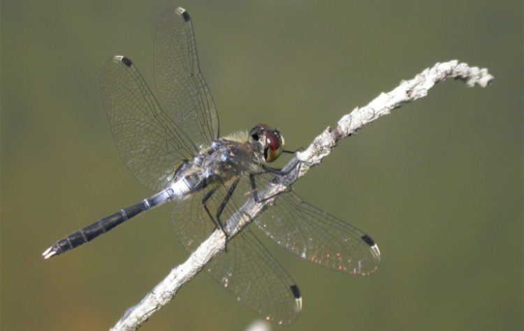 http://files.biolovision.net/www.faune-charente-maritime.org/userfiles/Odo/Leualb.jpg