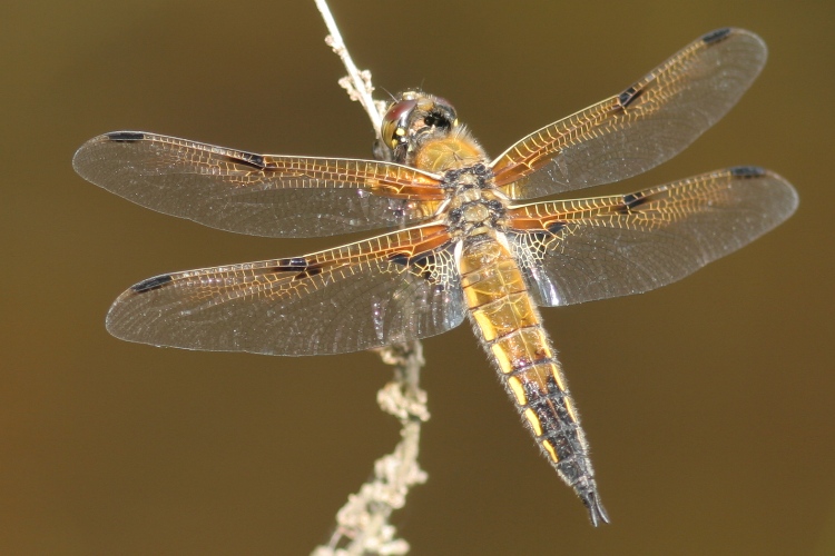 http://files.biolovision.net/www.faune-charente-maritime.org/userfiles/Odo/Libqua20110603.JPG