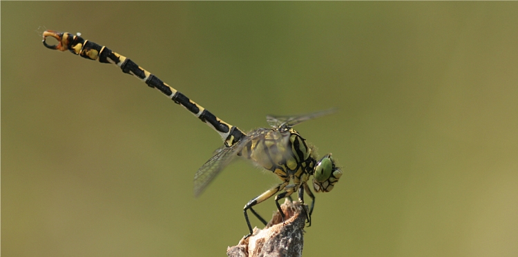 http://files.biolovision.net/www.faune-charente-maritime.org/userfiles/Odo/Onyfor088.JPG