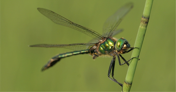 http://files.biolovision.net/www.faune-charente-maritime.org/userfiles/Odo/Sommet100light.jpg