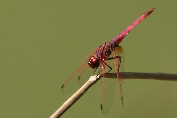 http://files.biolovision.net/www.faune-charente-maritime.org/userfiles/Odo/Triann018.JPG