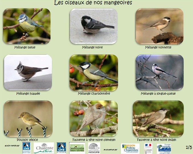 http://files.biolovision.net/www.faune-charente-maritime.org/userfiles/Oiso/Oiseauxdesjardins.jpg