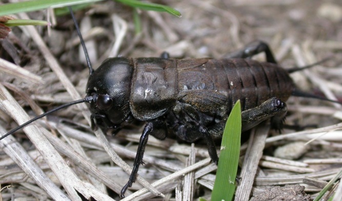 http://files.biolovision.net/www.faune-charente-maritime.org/userfiles/Ortho/Grillonchamptrecut.JPG