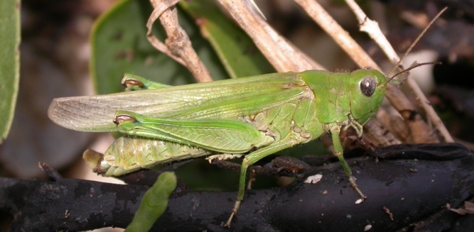 http://files.biolovision.net/www.faune-charente-maritime.org/userfiles/Ortho/Oedipodesalines20100821cut.JPG