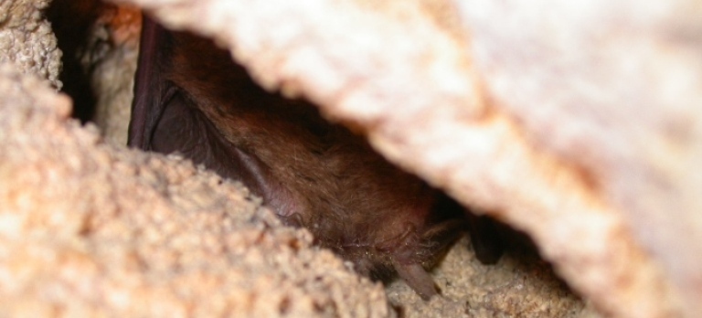 http://files.biolovision.net/www.faune-charente-maritime.org/userfiles/Pleaur004.JPG