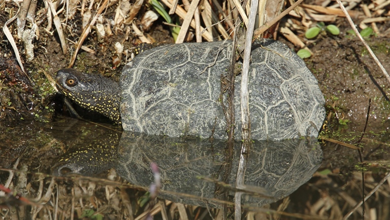 http://files.biolovision.net/www.faune-charente-maritime.org/userfiles/Reptiles/Emyorb.jpg