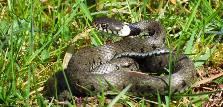 http://files.biolovision.net/www.faune-charente-maritime.org/userfiles/Reptiles/NatnatOK.jpg