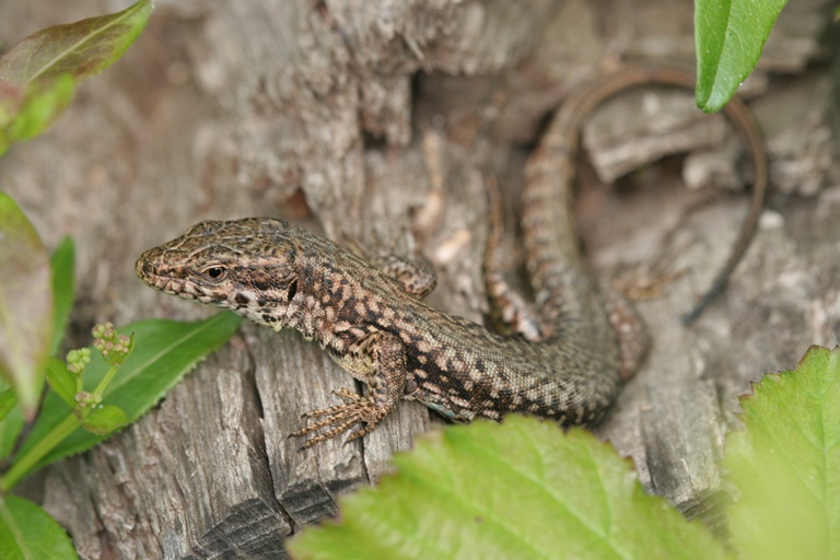 http://files.biolovision.net/www.faune-charente-maritime.org/userfiles/Reptiles/PodmurOK.jpg