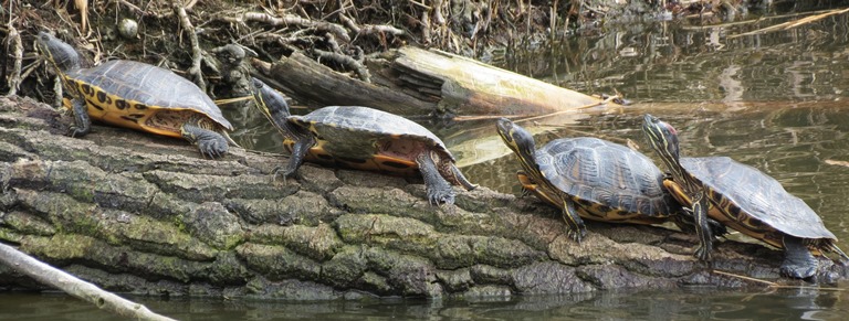 http://files.biolovision.net/www.faune-charente-maritime.org/userfiles/Reptiles/TacscrRoyanOK.jpg