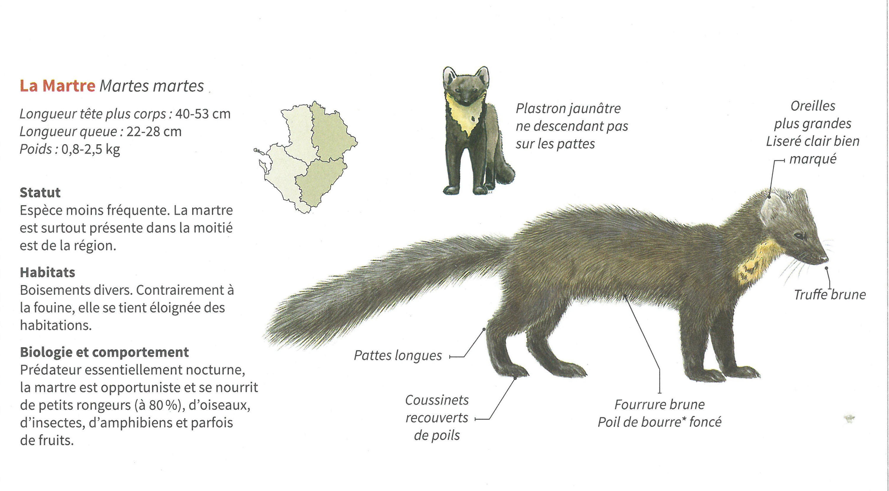 http://files.biolovision.net/www.faune-charente.org/userfiles/ExMartre.jpg