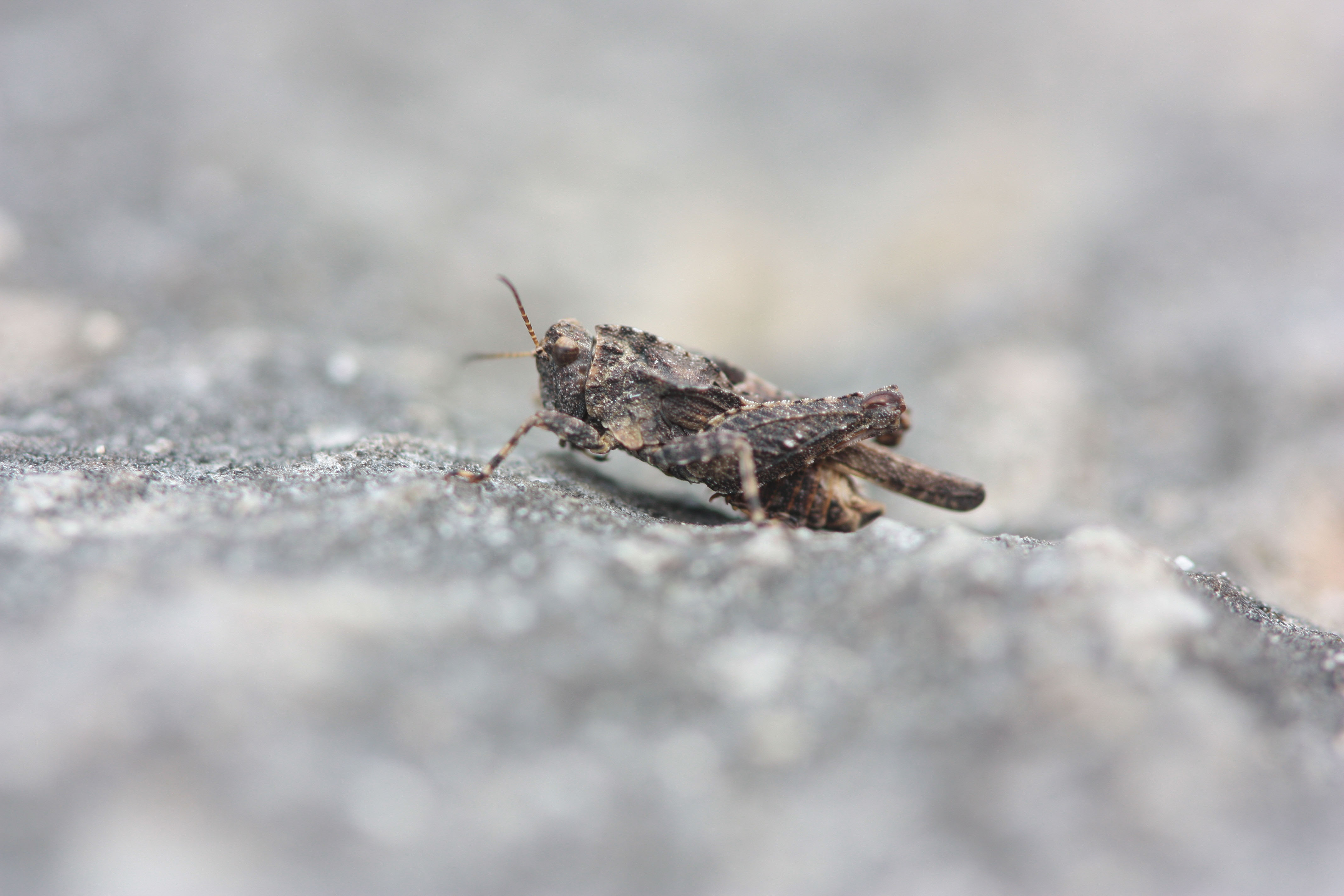 http://files.biolovision.net/www.faune-charente.org/userfiles/Ortopthere/TtrixdprimDavidNeau.jpg
